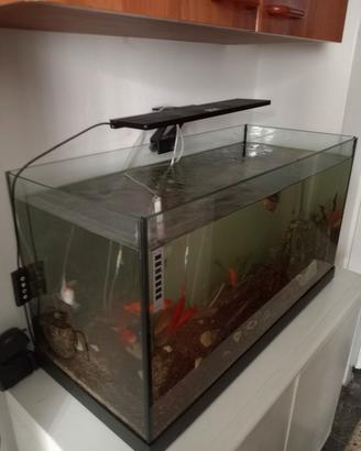 acquario 