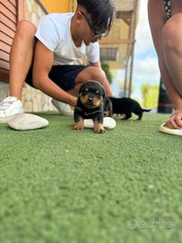 Cuccioli rottweiler TEDESCHI