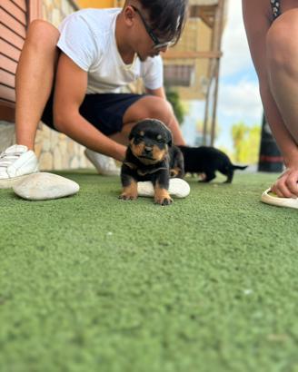 Cuccioli rottweiler TEDESCHI