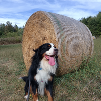 Bovaro del bernese maschio per monte