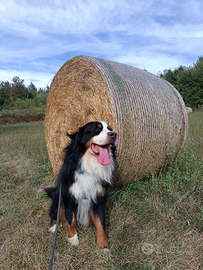 Bovaro del bernese maschio per monte