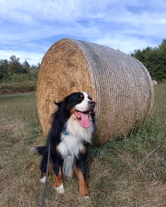 Bovaro del bernese maschio per monte