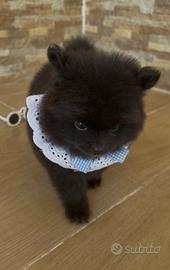 Spitz