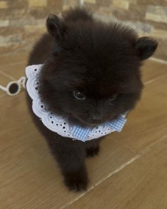Spitz