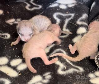 Cuccioli di suricato docili
