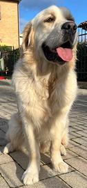 Disponibile per monte
