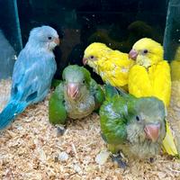 Pulli da imbecco di Parrocchetto Monaco