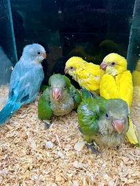 Pulli da imbecco di Parrocchetto Monaco