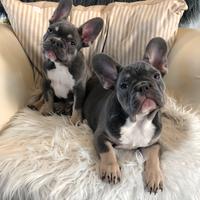 Bulldog Francesi Esotici