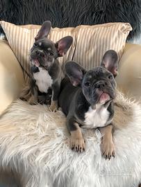 Bulldog Francesi Esotici