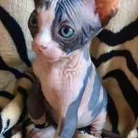 Sphynx