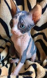 Sphynx