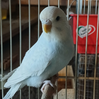 Cocorita femmina novella