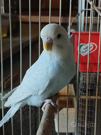 Cocorita femmina novella