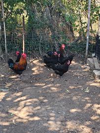 Coppie marans e legbar