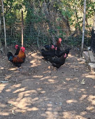 Coppie marans e legbar