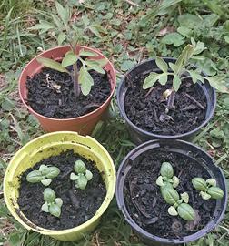 paccheto orto pomodori e basilico