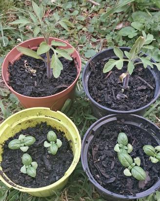 paccheto orto pomodori e basilico