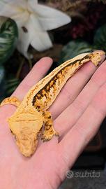 Geco Ciliatus 1.0
