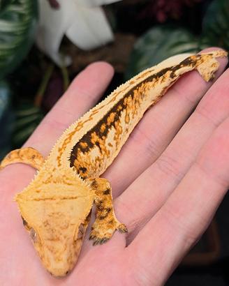 Geco Ciliatus 1.0