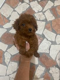 Barboncino toy red