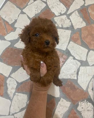 Barboncino toy red