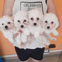 Bichon a pòil frisè