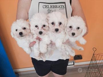 Bichon a pòil frisè