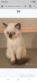 gattine British shorthair 