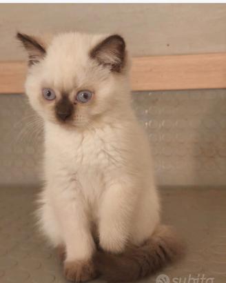 gattine British shorthair 