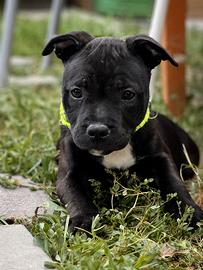 English staffordshire bull terrier