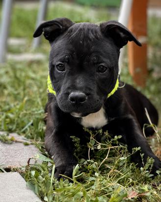 English staffordshire bull terrier