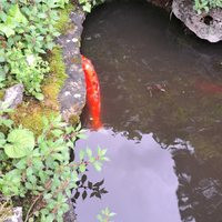 Carpe koi