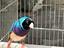 Immagine 2