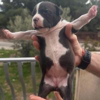 Pitbull American Terrier Cuccioli