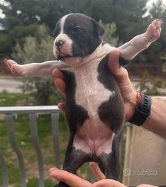 Pitbull American Terrier Cuccioli