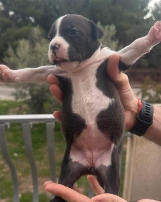 Pitbull American Terrier Cuccioli