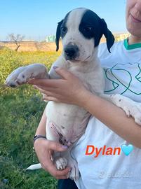 Mix labrador segugio pastore