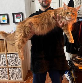 Cuccioli di Maine Coon XXL