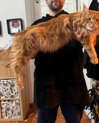 Cuccioli di Maine Coon XXL