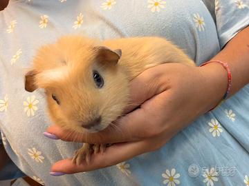 Cavia american crested