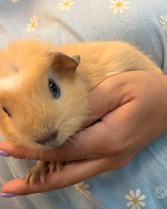Cavia american crested