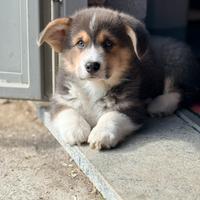 Cucciolo Welsh Corgi pembroke tricolor blu
