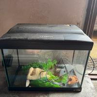 Acquario cayman 21lt