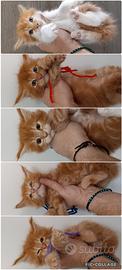 Cuccioli di Maine coon Red tabby