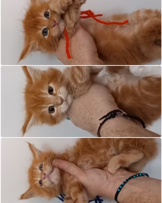 Cuccioli di Maine coon Red tabby