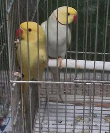 Coppia parrocchetto dal collare MUTATA