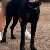 Cane corso