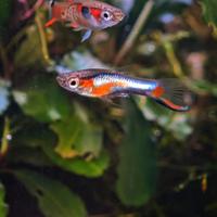 Poecilia Wingei Campoma nn. 47 e 51,.ceppi puri