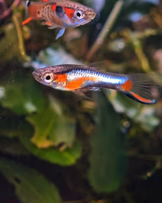 Poecilia Wingei Campoma nn. 47 e 51,.ceppi puri